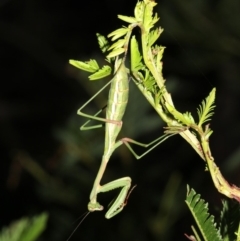 Pseudomantis albofimbriata (False garden mantis) at Majura, ACT - 6 Mar 2019 by jbromilow50