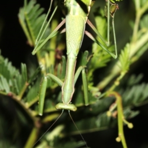 Pseudomantis albofimbriata at Majura, ACT - 6 Mar 2019 09:40 PM