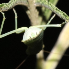 Orthodera ministralis (Green Mantid) at Majura, ACT - 8 Feb 2019 by jb2602