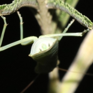 Orthodera ministralis at Majura, ACT - 8 Feb 2019