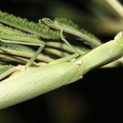 Orthodera ministralis at Majura, ACT - 8 Feb 2019