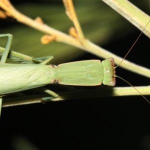 Orthodera ministralis at Majura, ACT - 8 Feb 2019