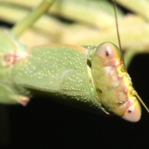 Orthodera ministralis at Majura, ACT - 8 Feb 2019