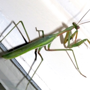 Pseudomantis albofimbriata at Ainslie, ACT - 4 Mar 2019