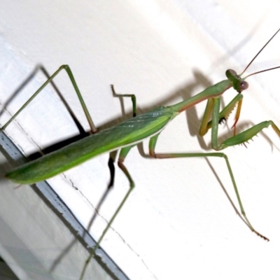 Pseudomantis albofimbriata (False garden mantis) at Ainslie, ACT - 4 Mar 2019 by jbromilow50