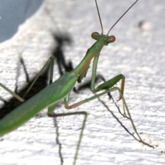 Pseudomantis albofimbriata at Ainslie, ACT - 4 Mar 2019