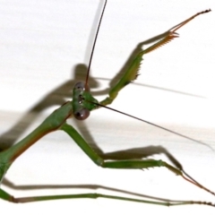 Pseudomantis albofimbriata at Ainslie, ACT - 4 Mar 2019