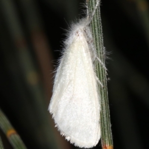 Lymantriinae (subfamily) at Ainslie, ACT - 6 Mar 2019