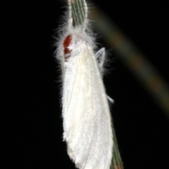 Lymantriinae (subfamily) at Ainslie, ACT - 6 Mar 2019