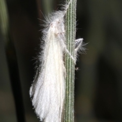 Lymantriinae (subfamily) at Ainslie, ACT - 6 Mar 2019