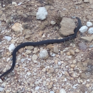 Pseudonaja textilis at Lake George, NSW - 23 Mar 2019