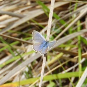 Zizina otis at Cotter River, ACT - 23 Mar 2019 12:17 PM