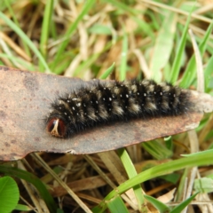 Anthela (genus) immature (Unidentified Anthelid Moth) at Cotter River, ACT - 23 Mar 2019 by MatthewFrawley