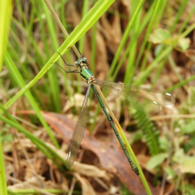 Synlestes weyersii tillyardi (Bronze Needle) at Cotter River, ACT - 23 Mar 2019 by MatthewFrawley