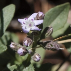 Mentha diemenica (Wild Mint, Slender Mint) at Michelago, NSW - 12 Jan 2019 by Illilanga