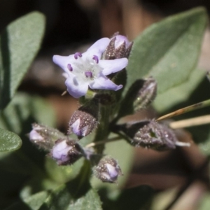 Mentha diemenica at Michelago, NSW - 12 Jan 2019