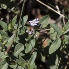 Mentha diemenica at Michelago, NSW - 12 Jan 2019