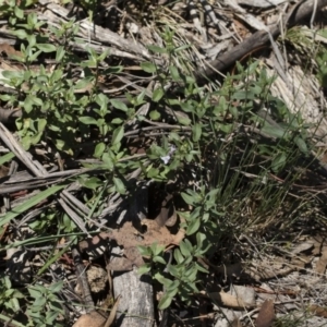 Mentha diemenica at Michelago, NSW - 12 Jan 2019