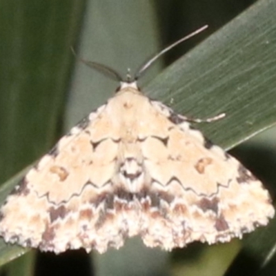 Sandava scitisignata (A noctuid moth) at Ainslie, ACT - 6 Mar 2019 by jbromilow50