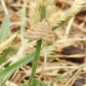 Scopula rubraria at Aranda, ACT - 24 Mar 2019 11:00 AM