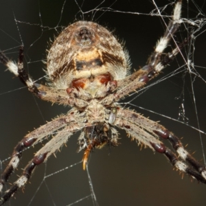 Milichiidae (family) at Hackett, ACT - 22 Mar 2019 12:13 PM