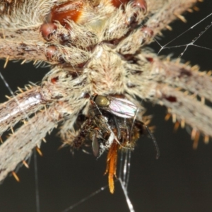 Milichiidae (family) at Hackett, ACT - 22 Mar 2019 12:13 PM