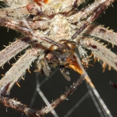 Milichiidae (family) at Hackett, ACT - 22 Mar 2019 12:13 PM