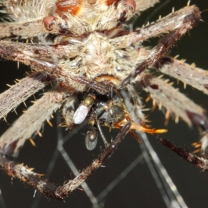 Milichiidae (family) at Hackett, ACT - 22 Mar 2019 12:13 PM