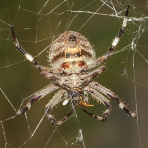 Milichiidae (family) at Hackett, ACT - 22 Mar 2019 12:13 PM