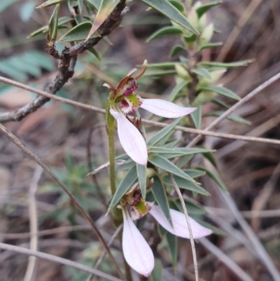 Eriochilus cucullatus (Parson's Bands) at Hackett, ACT - 24 Mar 2019 by AaronClausen