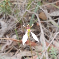 Eriochilus cucullatus (Parson's Bands) - 1 Jan 1900 by AaronClausen