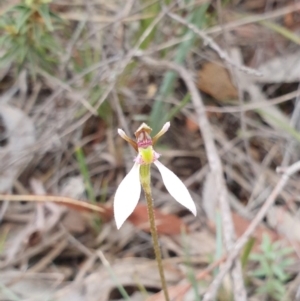 Eriochilus cucullatus at Hackett, ACT - 24 Mar 2019