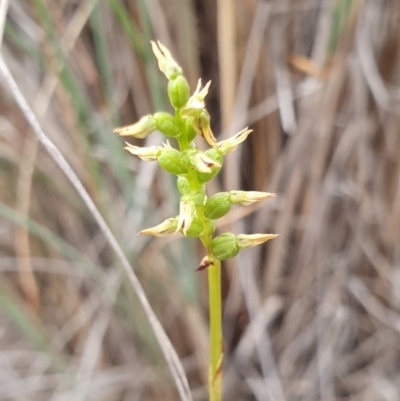 Corunastylis clivicola (Rufous midge orchid) at Hackett, ACT - 24 Mar 2019 by AaronClausen