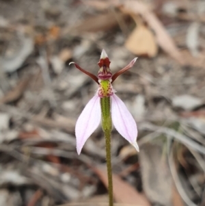 Eriochilus cucullatus at Hackett, ACT - suppressed