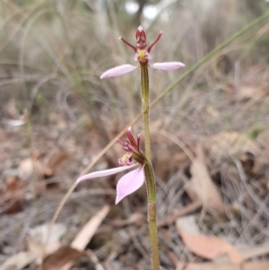 Eriochilus cucullatus at Hackett, ACT - suppressed