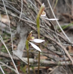 Eriochilus cucullatus (Parson's Bands) at Hackett, ACT - 24 Mar 2019 by AaronClausen