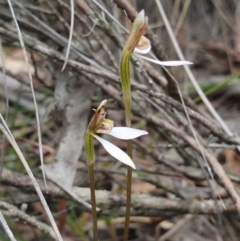 Eriochilus cucullatus (Parson's Bands) - 1 Jan 1900 by AaronClausen