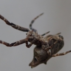 Philoponella congregabilis at Spence, ACT - 24 Mar 2019