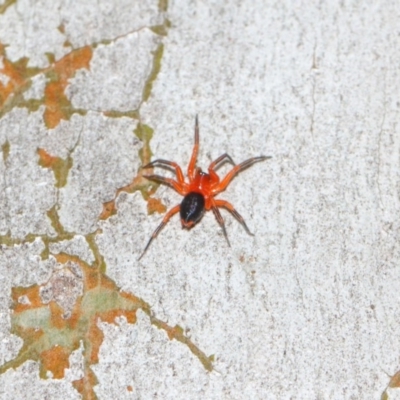 Nicodamidae (family) (Red and Black Spider) at ANBG - 22 Mar 2019 by TimL