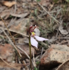 Eriochilus cucullatus (Parson's Bands) - 1 Jan 1900 by AaronClausen