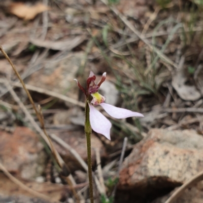Eriochilus cucullatus (Parson's Bands) - 1 Jan 1900 by AaronClausen