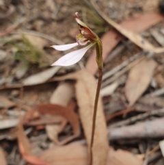 Eriochilus cucullatus (Parson's Bands) - 1 Jan 1900 by AaronClausen