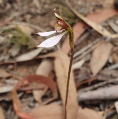 Eriochilus cucullatus (Parson's Bands) at Hackett, ACT - 24 Mar 2019 by AaronClausen