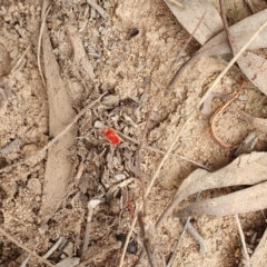 Trombidiidae (family) (Red velvet mite) at Mount Majura - 24 Mar 2019 by AaronClausen