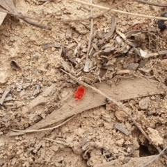 Trombidiidae (family) at Hackett, ACT - 24 Mar 2019