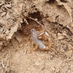 Urodacus manicatus (Black Rock Scorpion) at Mount Majura - 24 Mar 2019 by AaronClausen