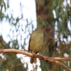 Ptilonorhynchus violaceus (Satin Bowerbird) at Stromlo, ACT - 24 Mar 2019 by Cricket