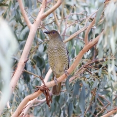 Ptilonorhynchus violaceus at Stromlo, ACT - 24 Mar 2019