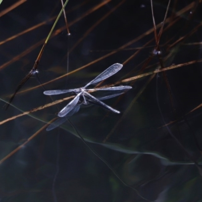 Austroargiolestes sp. (genus) (Flatwing) at Rendezvous Creek, ACT - 19 Jan 2019 by Cricket
