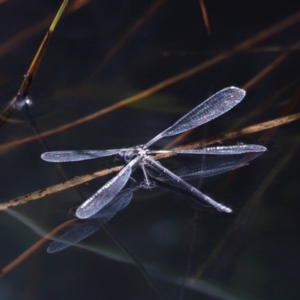 Austroargiolestes sp. (genus) at Rendezvous Creek, ACT - 20 Jan 2019